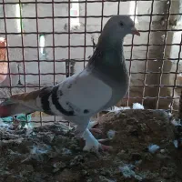 کفتر.|پرنده|قشم, |دیوار