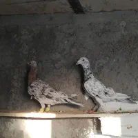 هفرنگ ماده خطی|پرنده|تاکستان, |دیوار