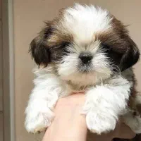 سگ فلت پوزه کوتاه