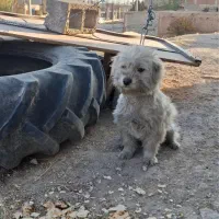 سگ گمشده دزدیده شده