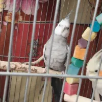 عروس هلندی