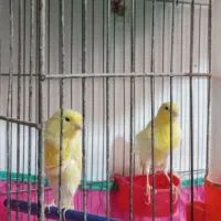 قناری کشیده  ونژاد ترکیبی|پرنده|شیراز, ارم|دیوار