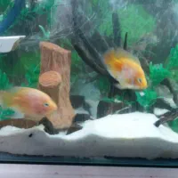 ماهیان گوشت خوار