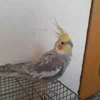 عروس هلندی نر،ماده تخم گذار|پرنده|خوانسار, |دیوار