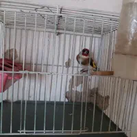 سهره|پرنده|همدان, |دیوار