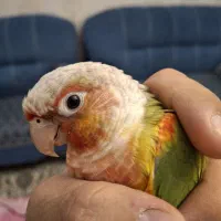 طوطی گرینچیک|پرنده|فردیس, قریشی|دیوار