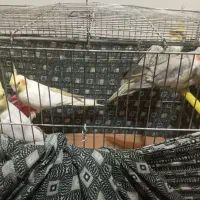 انواع عروس هلندی فقط ۱۴۰۰