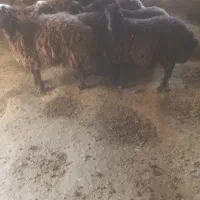 گوسفند ماده ونر