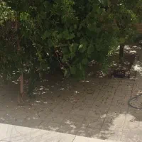 ویلایی گلدیس خیابان ابوذر ۲۰۳ متری جنوبی|فروش خانه و ویلا|شاهینشهر, شهرک گلدیس|دیوار