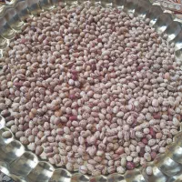 لوبیا چیتی درشت و تمیز فریدونشهر|خوردنی و آشامیدنی|فولادشهر, مسکن مهر فولادشهر|دیوار