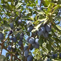 نهال آلو خرمایی