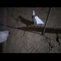 باسلام چند جفت طوق زوردار|پرنده|ماهیدشت, |دیوار