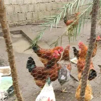 فروش خروسهای 7 ماهه
