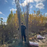 صنوبر-نیگرا-دستت-طی-26-هزار-تومن