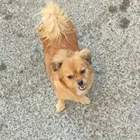 واگذاری سگ پامر و میکس پامر|سگ|پرند, فاز ۵|دیوار