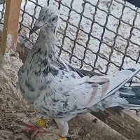 هفرنگ خطی لک دار نر