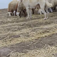 سگ ماده|سگ|اسفراین, |دیوار