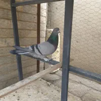 فروش یک عددکبوتر ماده سبز