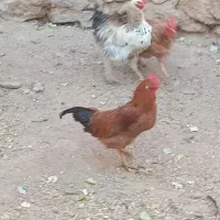 خروس جوان|حیوانات مزرعه|ضیاء آباد, |دیوار