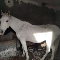 اسب|اسب و تجهیزات اسبسواری|الشتر, |دیوار