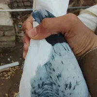 کبوتر طوقی|پرنده|سراوان, |دیوار