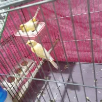 قناری جفت|پرنده|قدس, شهرقدس|دیوار