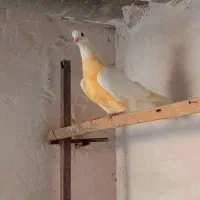 چهار عدد حیوان آس به شرط