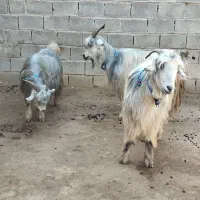 سه راس بز روزگاری|حیوانات مزرعه|شوشتر, |دیوار