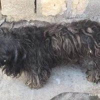 5000000|سگ|بندر ماهشهر, |دیوار