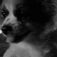 توله سگ آپارتمانی|سگ|سیرجان, |دیوار