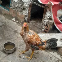 خروس لاری