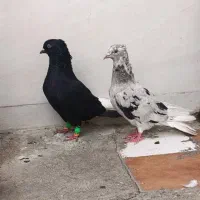 نرو ماده اشعل کوهی دمپاک