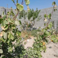 ۲۵۰متر درختی باغ و باغچه متراژ های مختلف  سندتکبرگ|فروش زمین و ملک کلنگی|شهریار, شهریار|دیوار