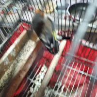 سهره دورگه زاغ|پرنده|شیراز, شهرک بهار|دیوار