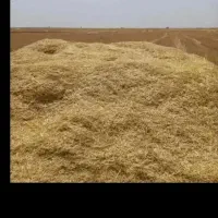 کاه  گندم دیم