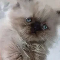گربه پرشین فلت نر جهت جفتگیری
