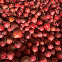 انار سردخانه|عمدهفروشی|ساوه, |دیوار