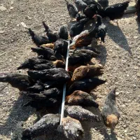 فروش جوجه 4و5ماهه(100و120هزارتومان)|حیوانات مزرعه|قم, جمکران|دیوار