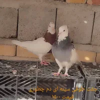 چند جفت کبوتر طوقی و معمولی