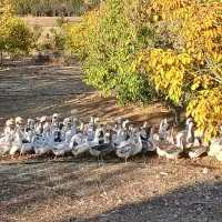 فروش غازدورگه صدرصد محلی|حیوانات مزرعه|بانه, |دیوار