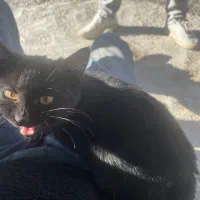 گربه سیاه|گربه|اردبیل, |دیوار