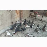کبوتر