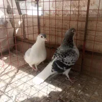 کفتر جفتگاه مگسی و چپ سبز|پرنده|ملک‌آباد, |دیوار