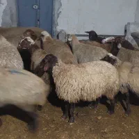 گوسفند مغان بره دار دمازدخ