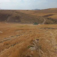 گندم درجه ۱