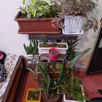 گلدان و استند
