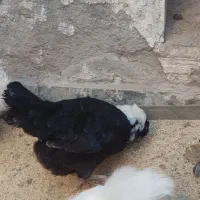 تخم مرغ لهستانی