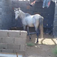 اسب
