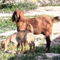 بز دورگ کهره دار