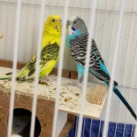 مرغ عشق با تخم